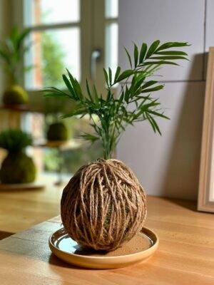 Kokedama Chamaedora ficelle