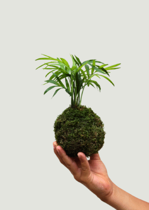 Kokedama Chamaeodara