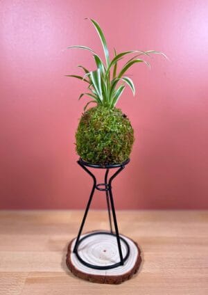 Kokedama Chlorophylum