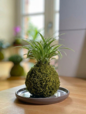 Kokédama Chlorophytum fait main - Méloké