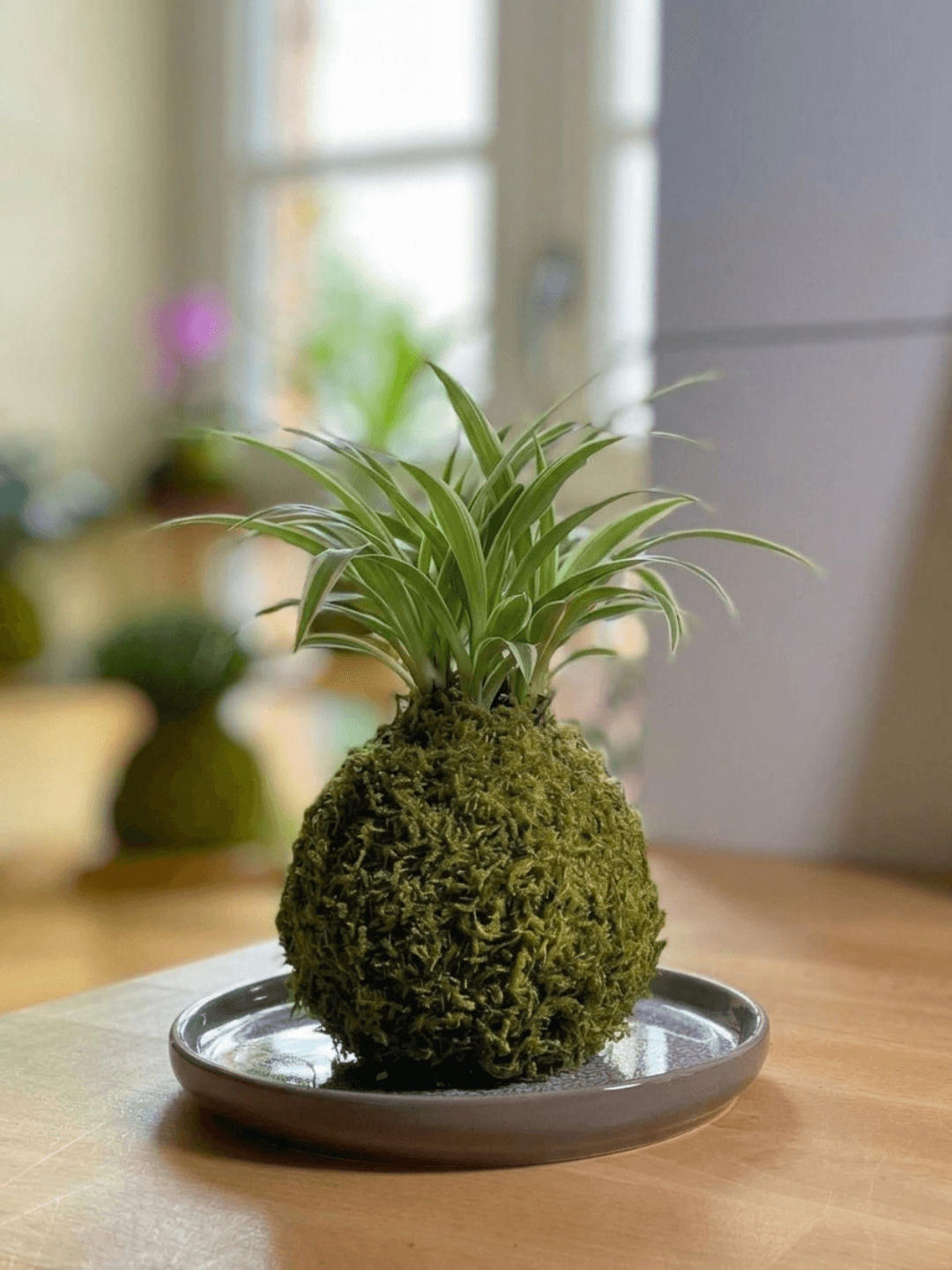 Kokédama Chlorophytum fait main - Méloké