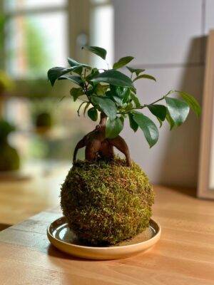 Kokedama Ficus