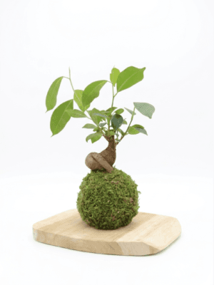 Kokedama Ficus Microcarpa Ginseng