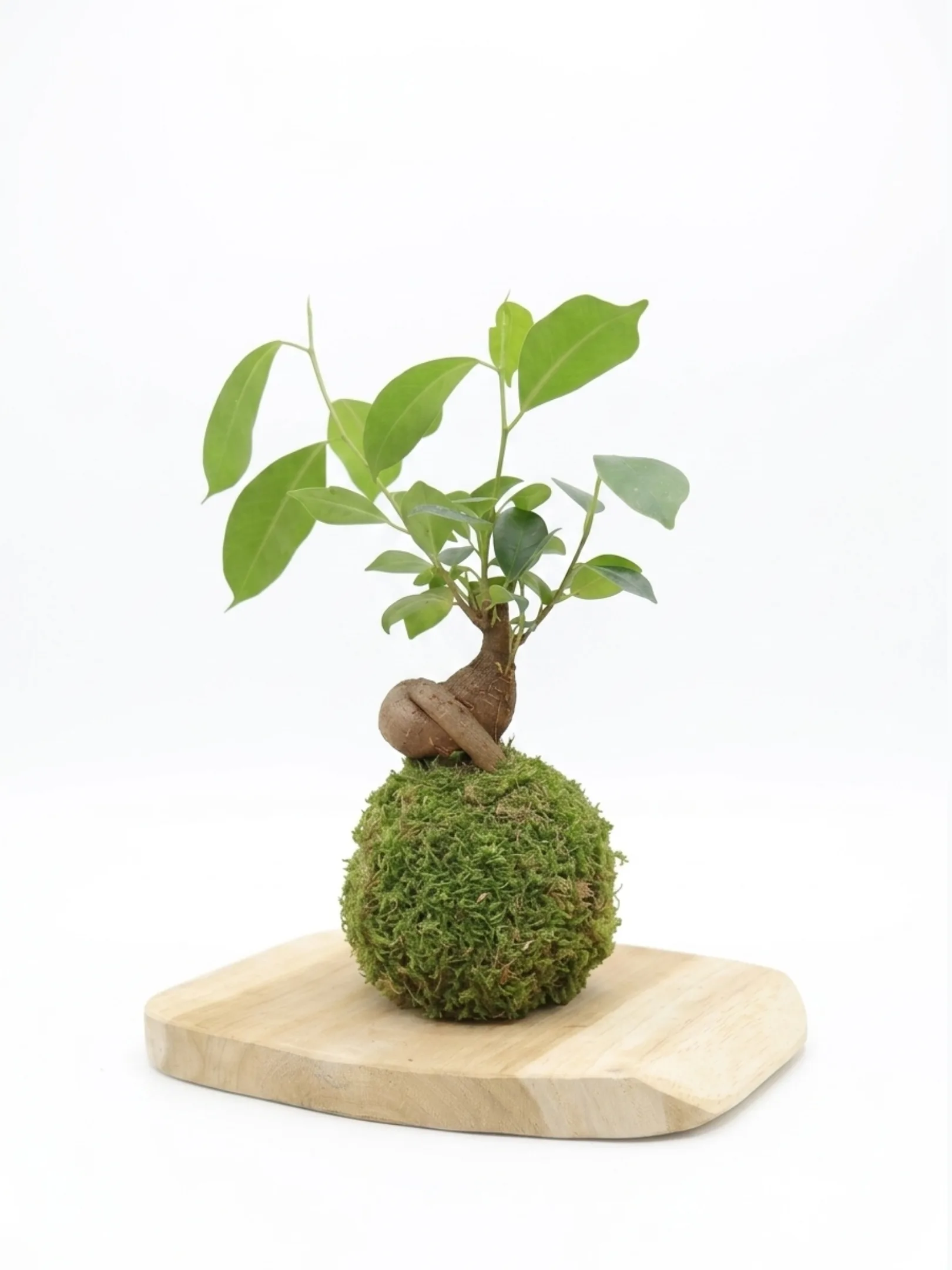Kokédama Ficus Ginseng, bulbe racinaire - Méloké