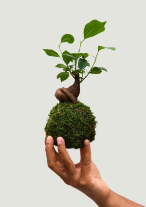 Kokedama Ficus Microcarpa