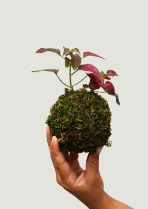 Kokedama Hypoestes