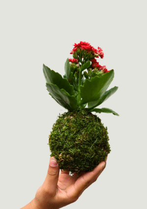 Kokedama Kalanchoe