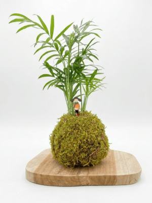Kokedama Chamaedorea