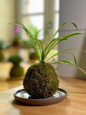 Kokedama chlorophytum