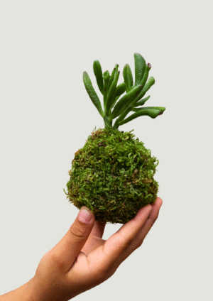 Kokedama plante grasse