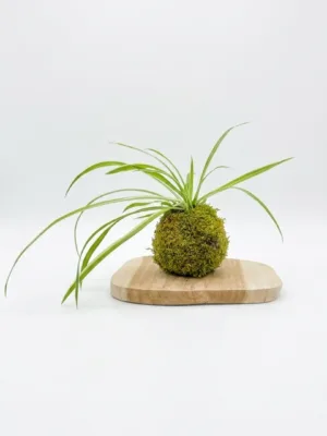Kokédama Chlorophytum, plante suspendue - Méloké
