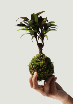 Kokedama Cordyline