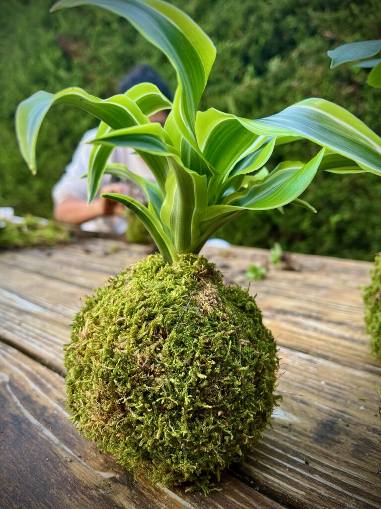 Kokedama Dracaena Fragrans