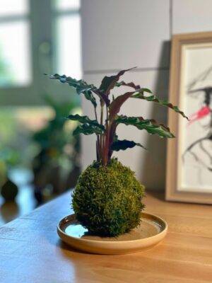 Kokédama Calathea fait main méloké