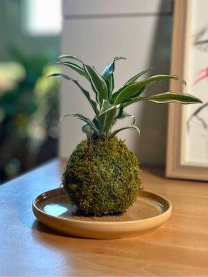 Kokédama Dracaena fait main méloké