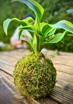 Kokedama Dracaena Fragrans