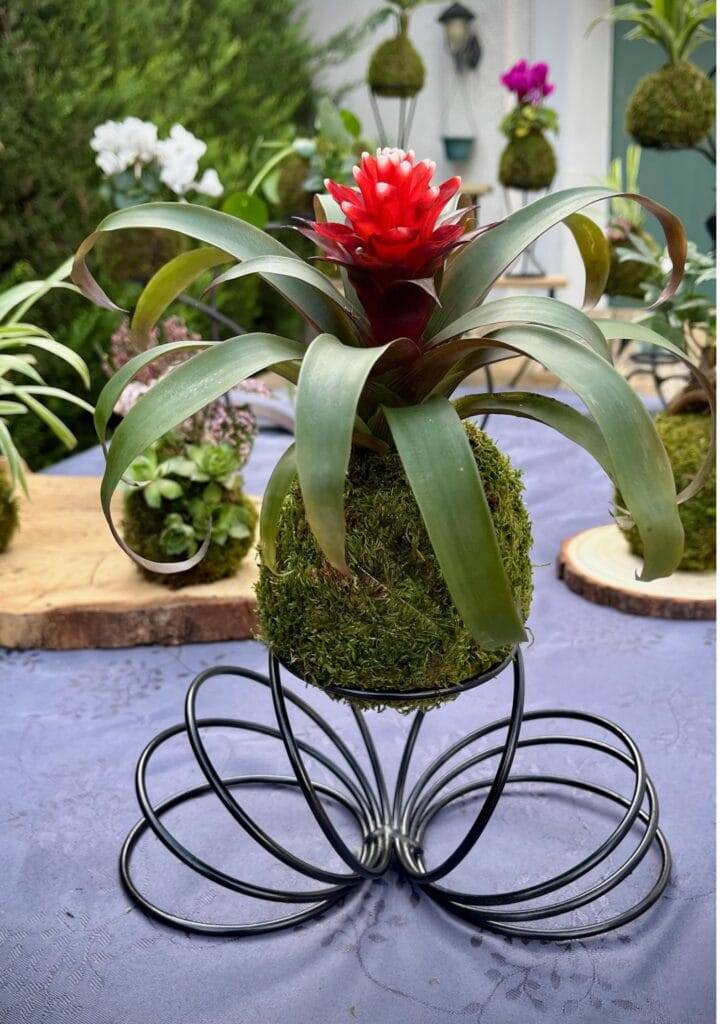 Kokedama Guzmania fait main