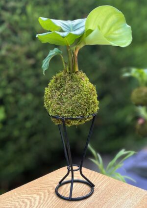 Kokedama Calathea