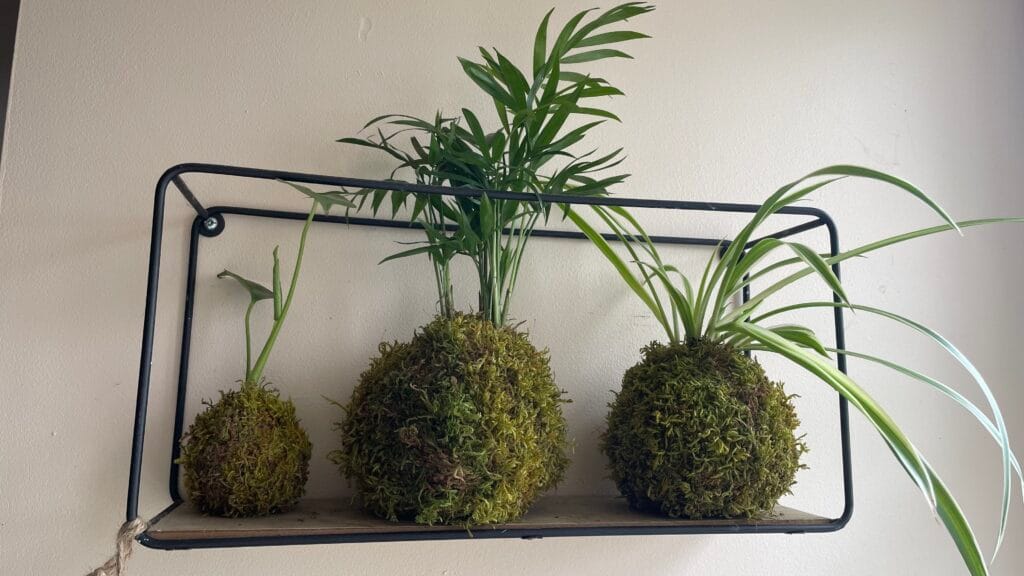 Groupe Kokédama cuisine