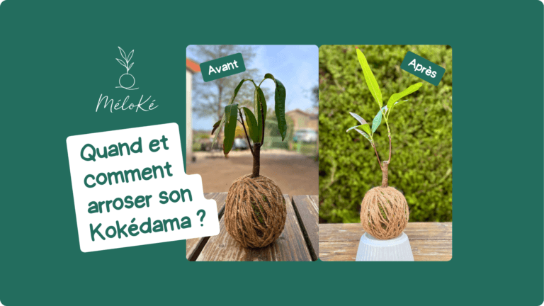 Quand et comment arroser son Kokédama