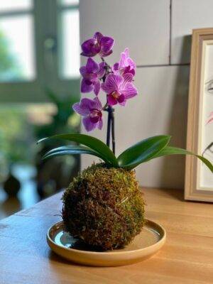 Kokédama Orchidée fait main méloké