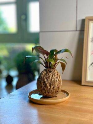 Kokedama Philodendron Sphaigne et Corde fait main méloké