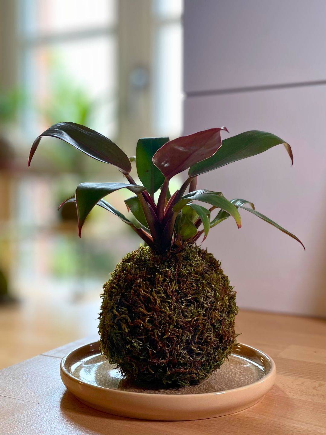 Kokedama Philodendron