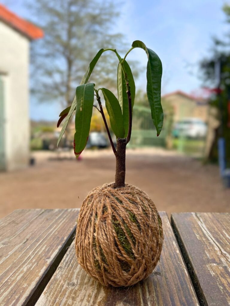 Kokédama besoin eau