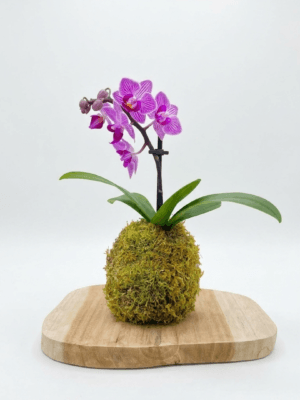 Kokédama Orchidée