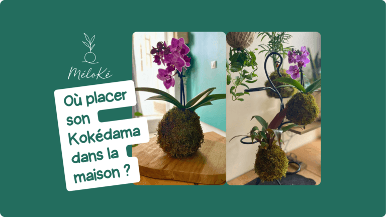 Astuce ou placer son kokedama