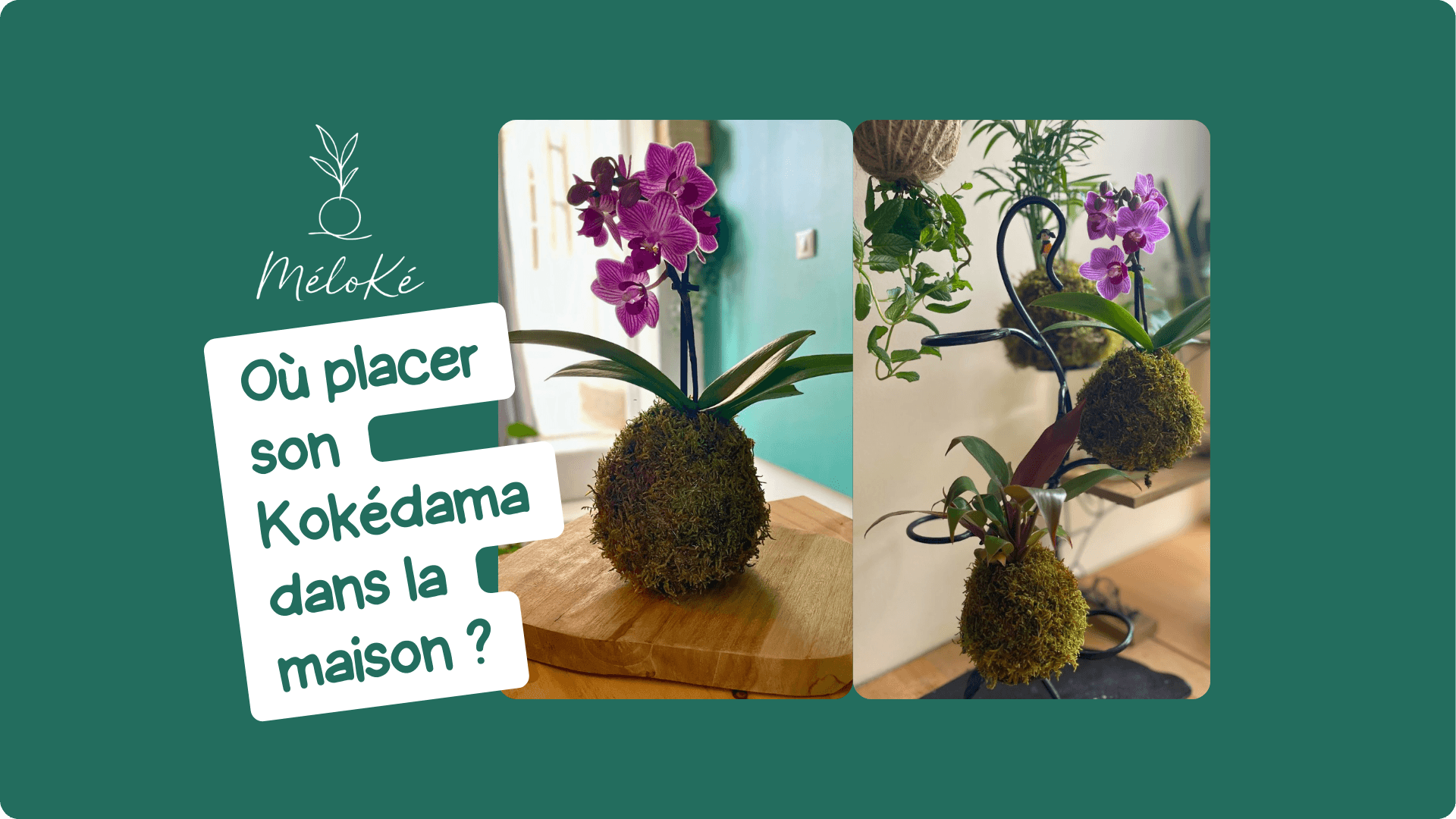 Astuce ou placer son kokedama