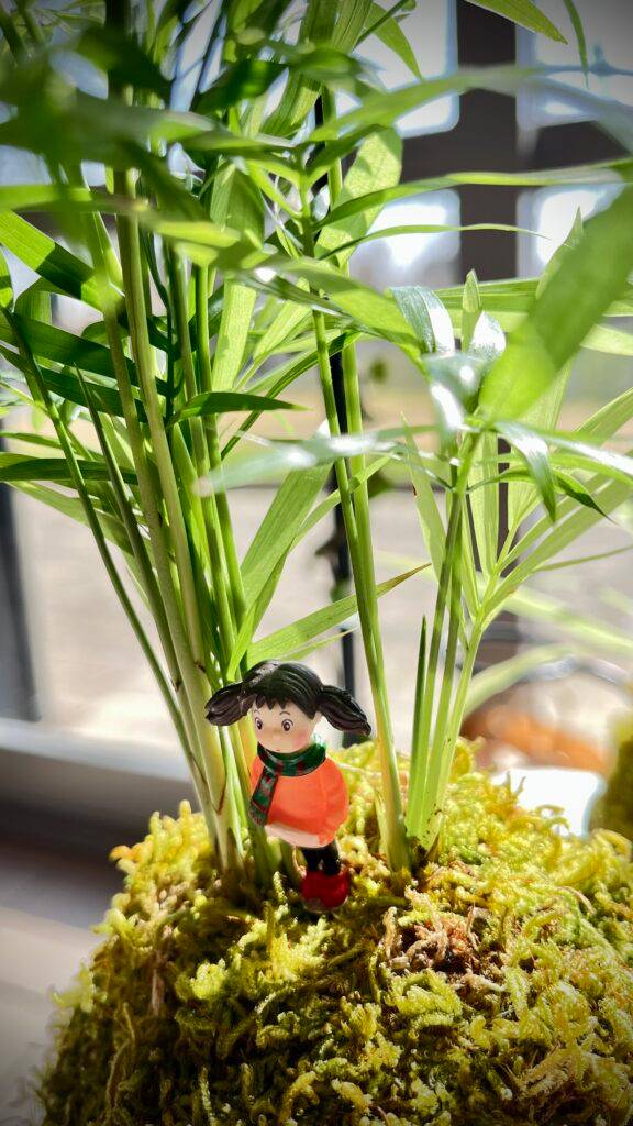 Composition Kokédama Chamaedora