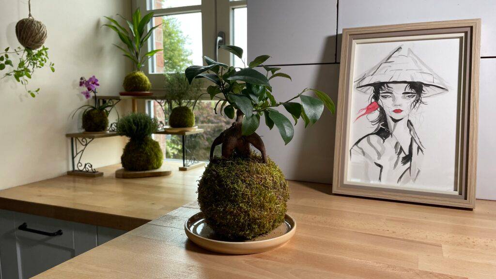 Kokédama Ficus Ginseng