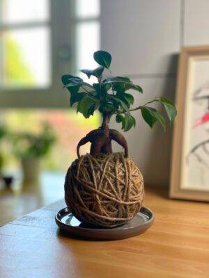 Kokédama Ficus Tressé fait main méloké