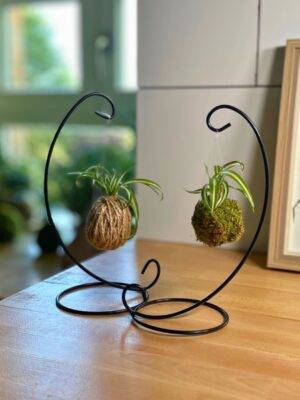 Mini Kokedama Chlorophytum fait main méloké