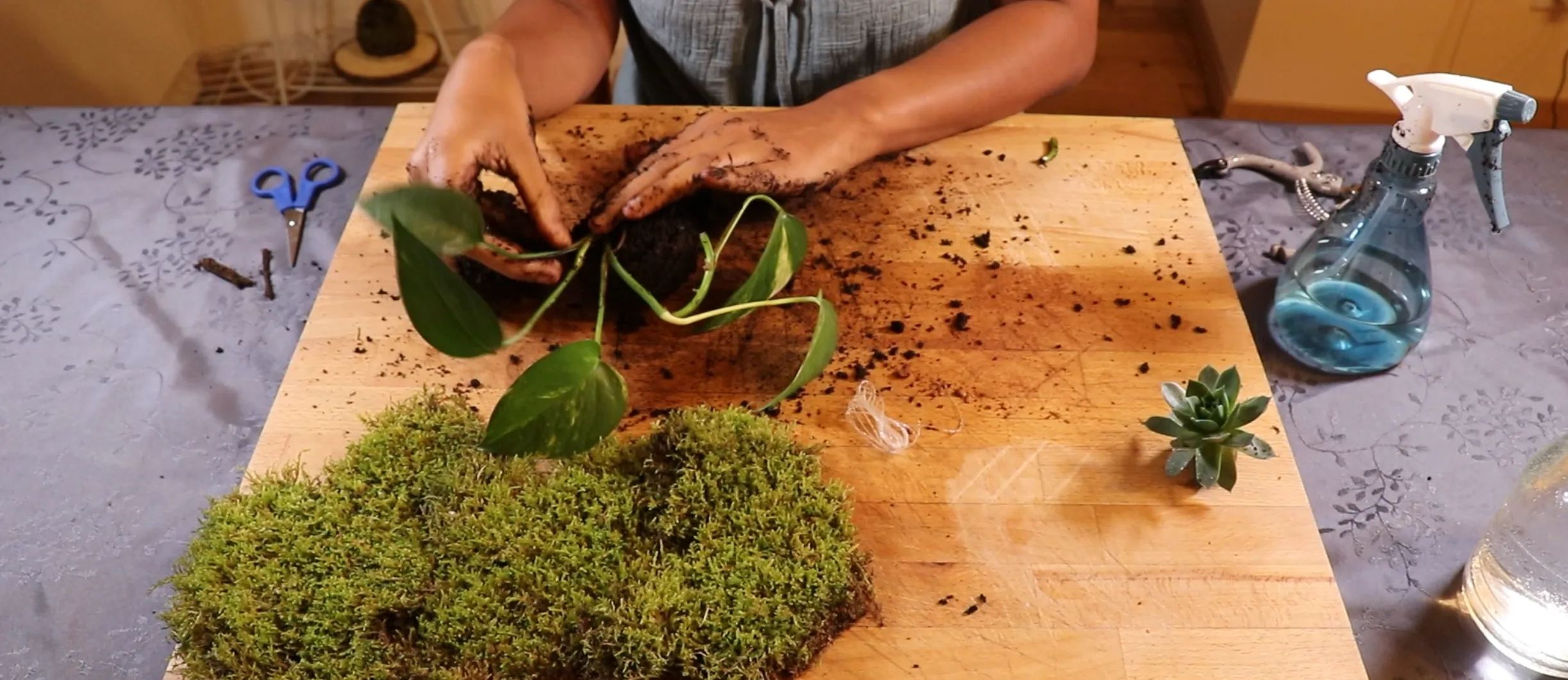 Dépôt des racines du pothos dans la demi-sphère de terre du kokédama