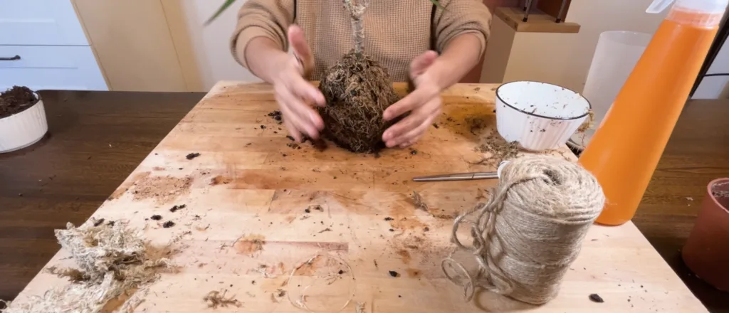deux main entour la boule de sphaigne pour création kokedama