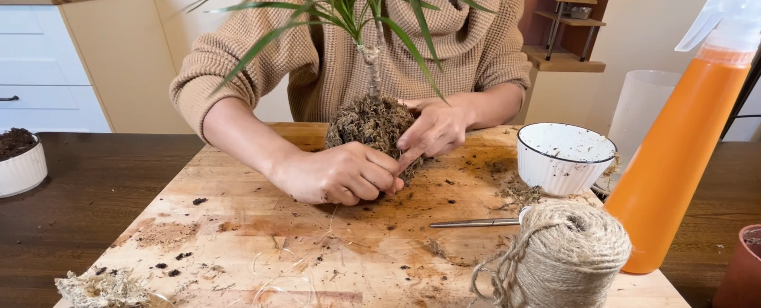Entourer boule kokedama de fil pour faire tenir la sphaigne