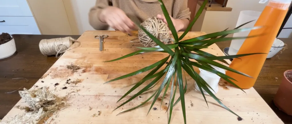 Entourer la boule du kokedama de corde