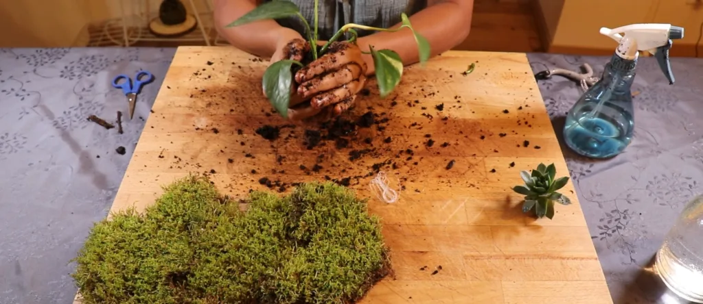 Fermeture de la boule de terre à deux mains autour des racines du pothos