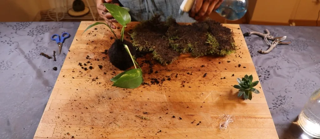 Humidification de la mousse fraîche au vaporisateur avant de la poser sur le kokédama