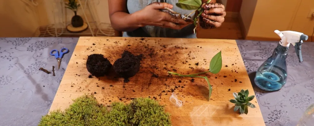 Retrait de la terre autour des racines d'un pothos avant de le placer dans la boule de kokédama