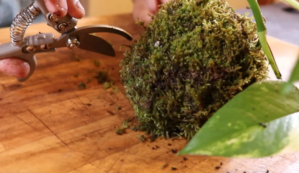 Tailler mousse avec ciseaux