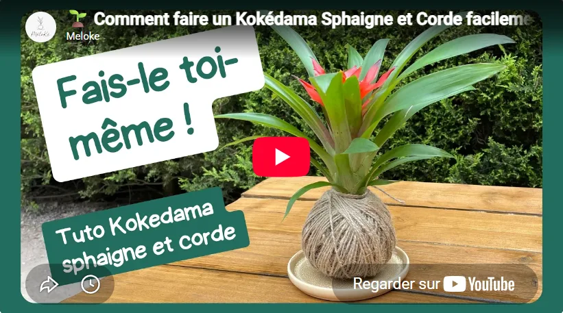 comment créer un kokedama video youtube