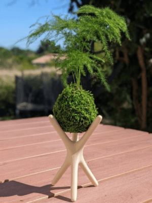 Kokedama Asparagus fait main Méloké