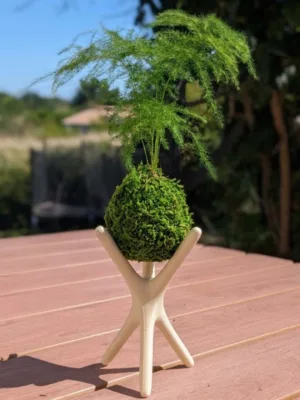 Kokedama Asparagus fait main Méloké