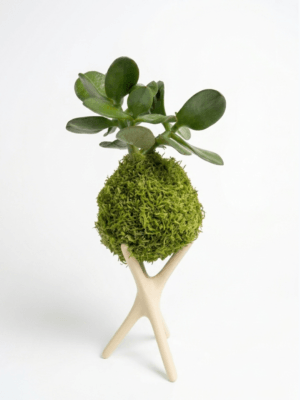 Kokédama Plante Grasse Crassula, fait main - Méloké