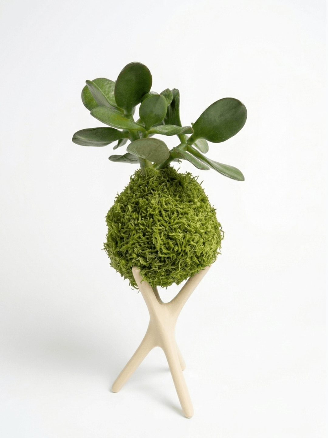Kokédama plante grasse Crassula fait main par Méloké